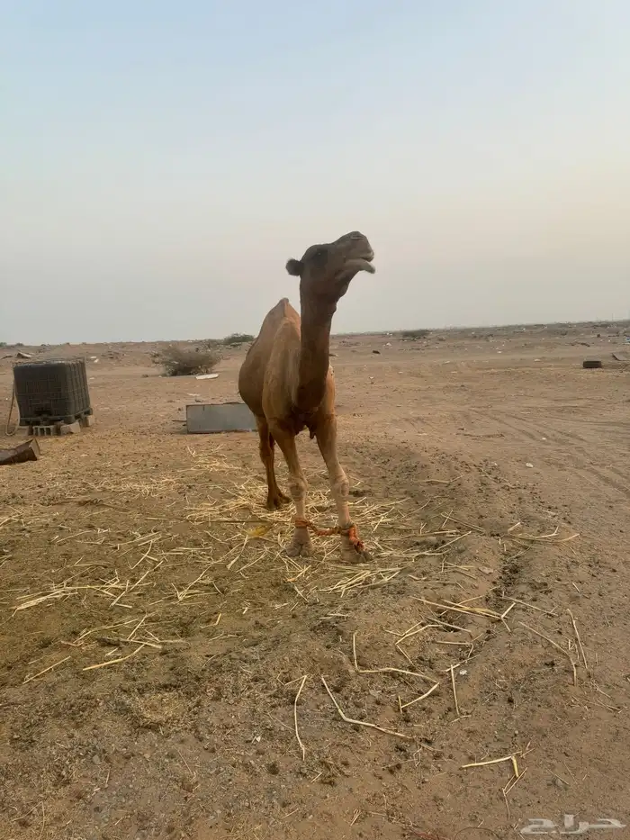 بعير ساحلي ساس حليب وديس 6