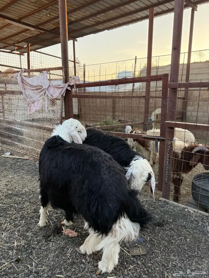 طليان وتيوس ذبايح نظيفه ع الشرط ( سلخ وتوصيل ) 2