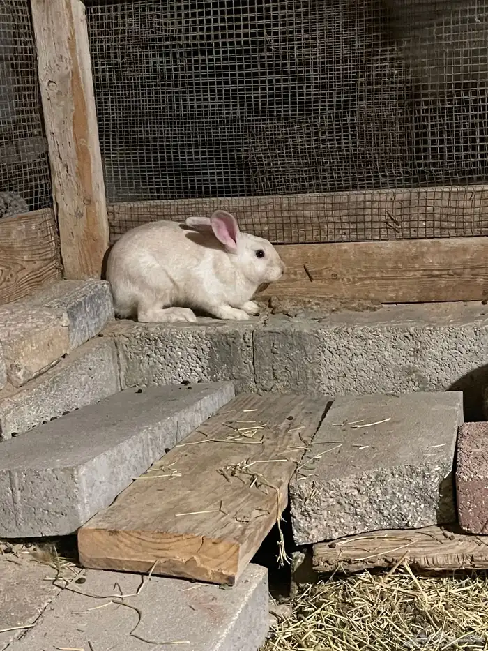 ارانب بلدي 1