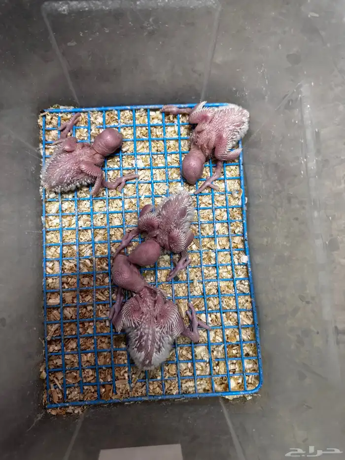 فروخ روز الالبينو صافي سعر 95 ريال يوم الوطني تواصل واتس 1