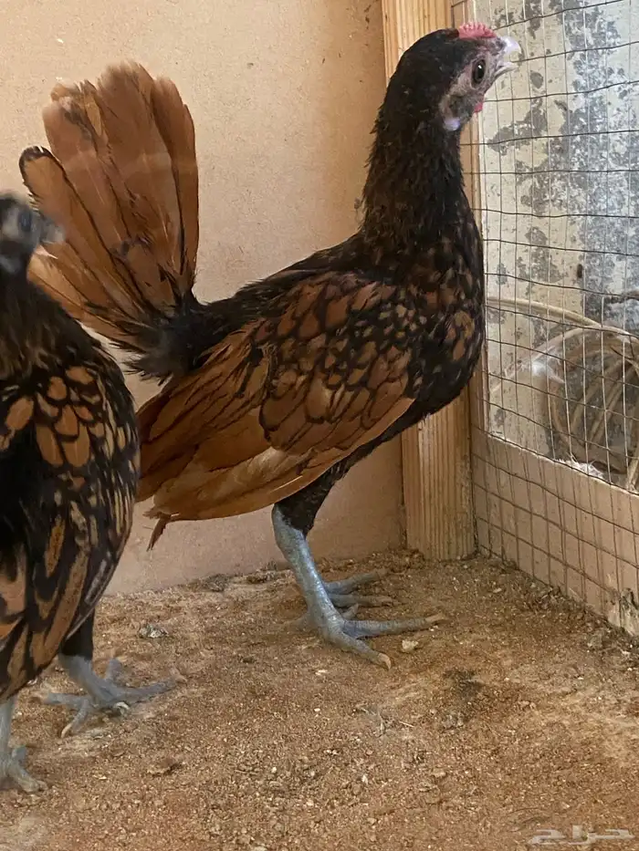 دجاج زينه سوبرايت 2