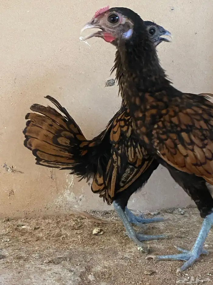 دجاج زينه سوبرايت 3
