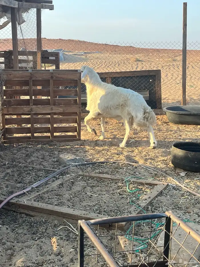 فحل حري صنف وطيب مشاءالله 0