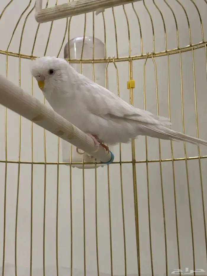 للبيع طائر انثى بادجي 4