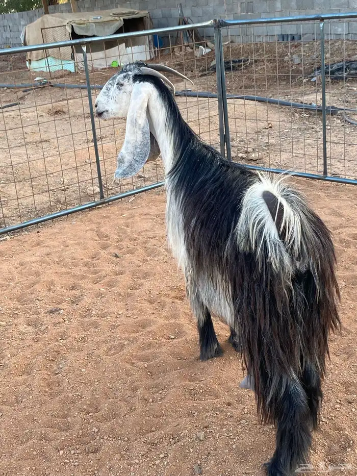 معزا عوارض رباعيات دفيع (تم البيع) 15