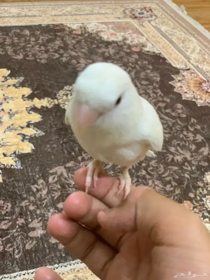 روز البينو للبيع او البدل 1