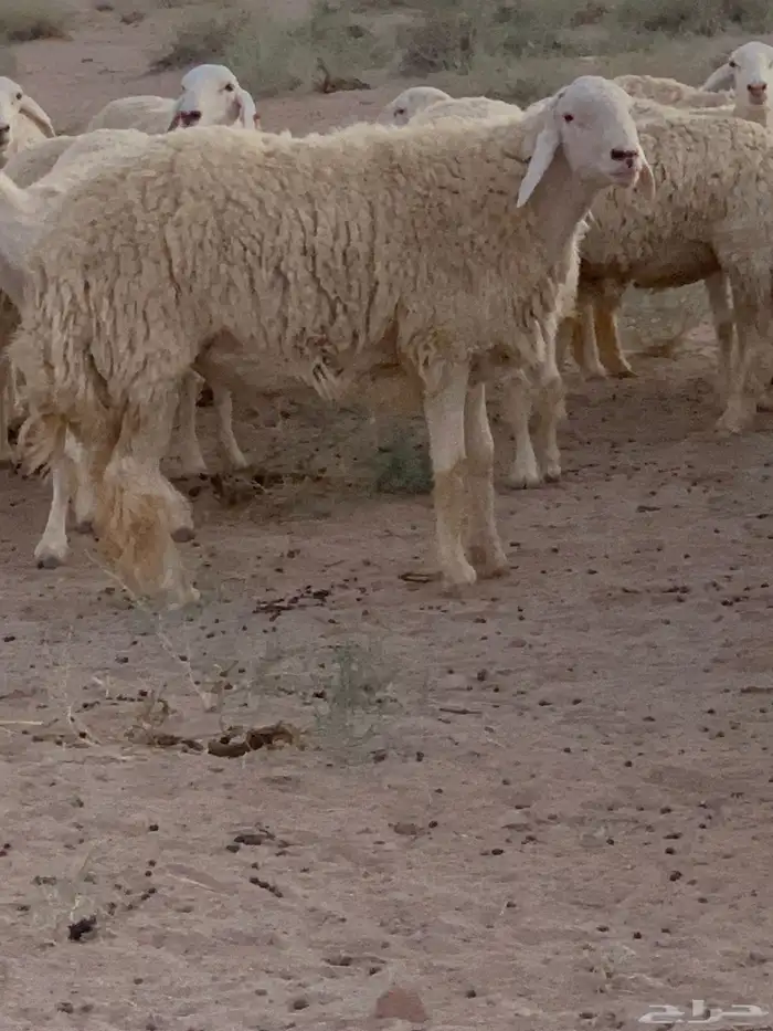 طلي صنف مشروط 3