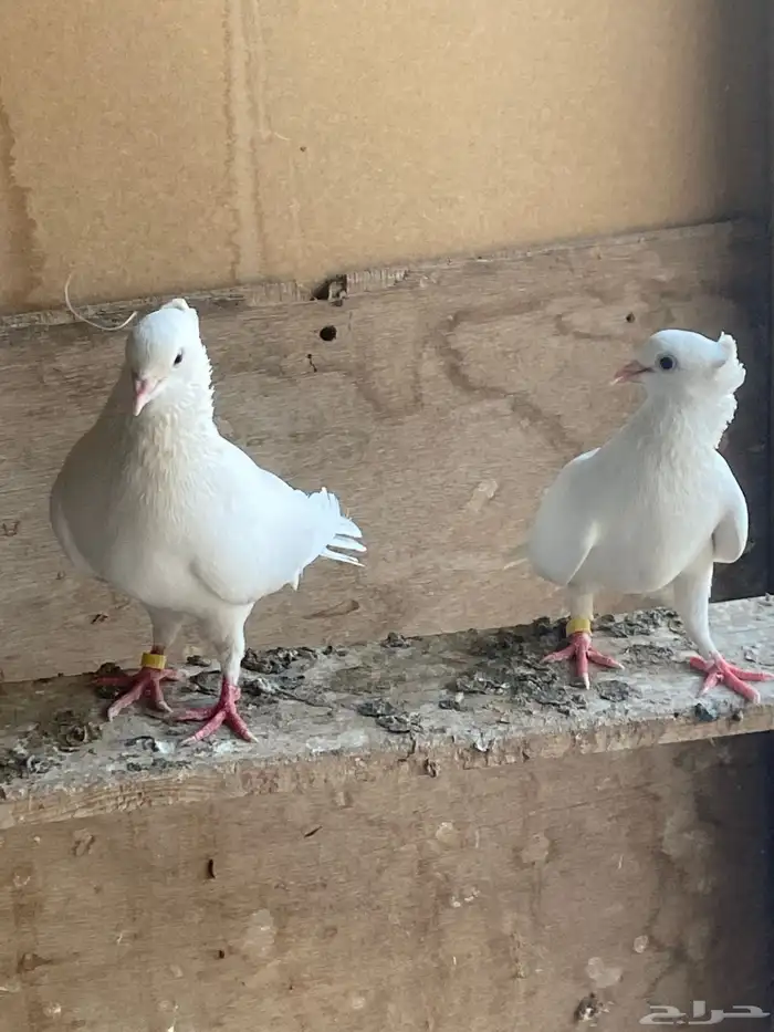 حمام 3
