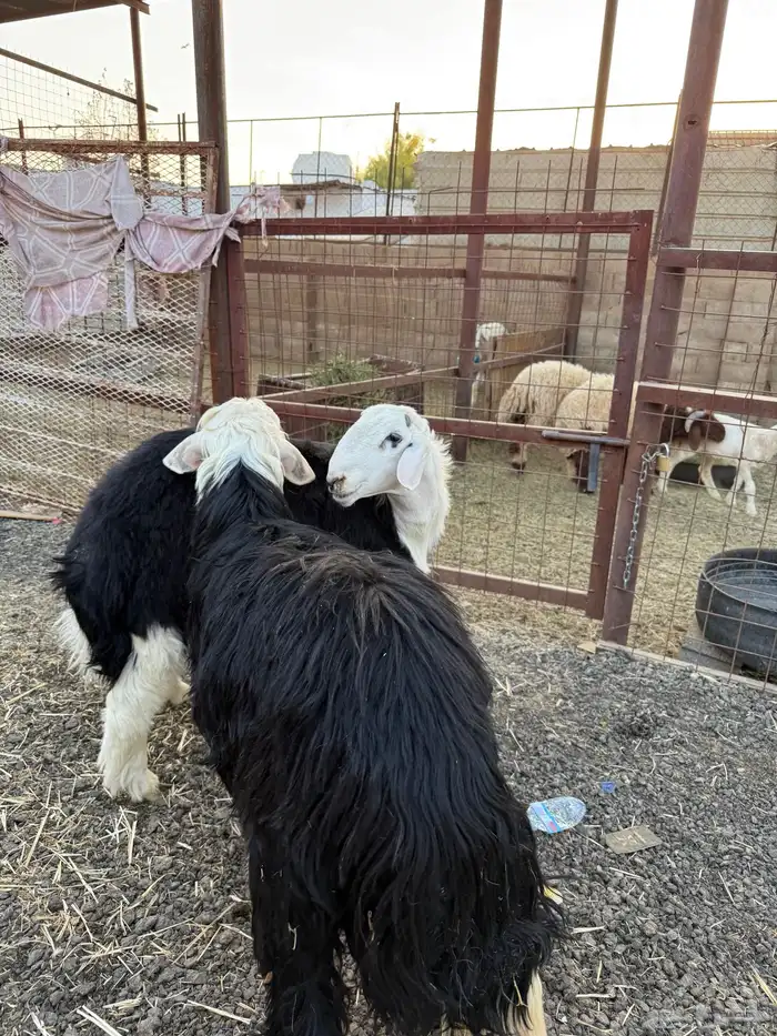 طليان وتيوس ذبايح نظيفه ع الشرط ( سلخ وتوصيل ) 1