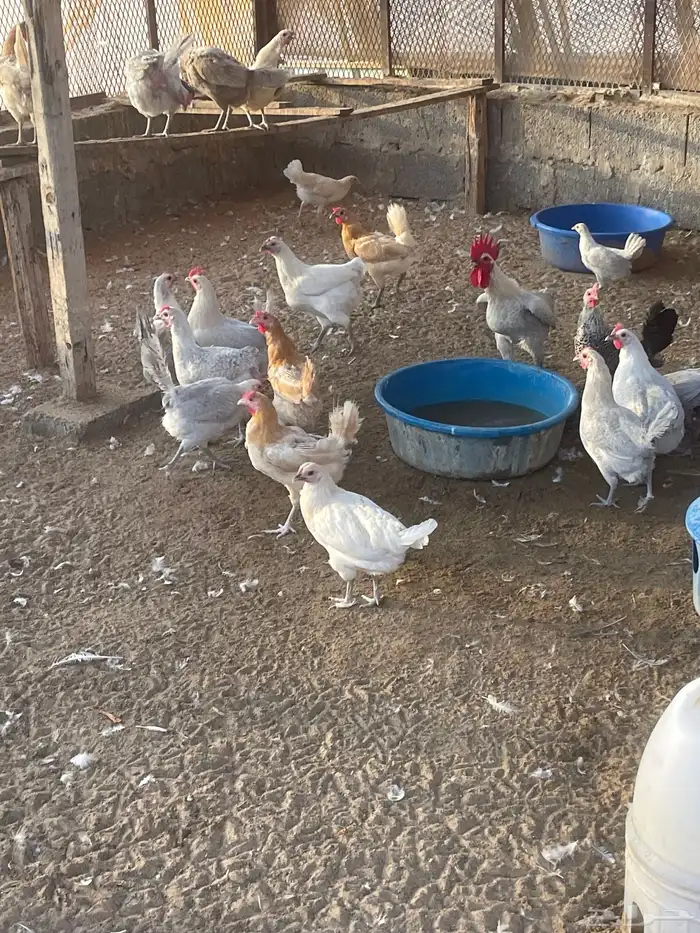 دجاج فيومي المنيوم وشبابي وذهبي ( تم البيع ) 3