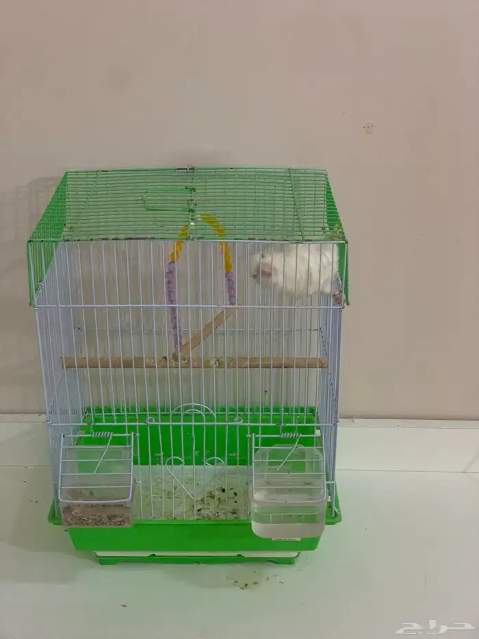 روز البينو للبيع او البدل 2