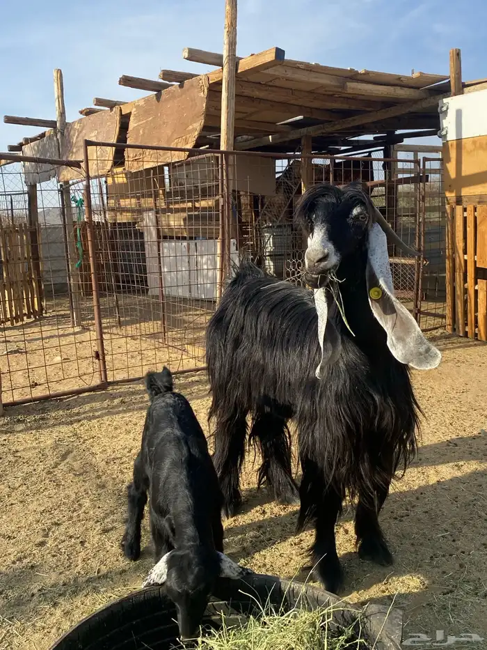 عنز عارضيه صنف فاخره(تم البيع ) 7