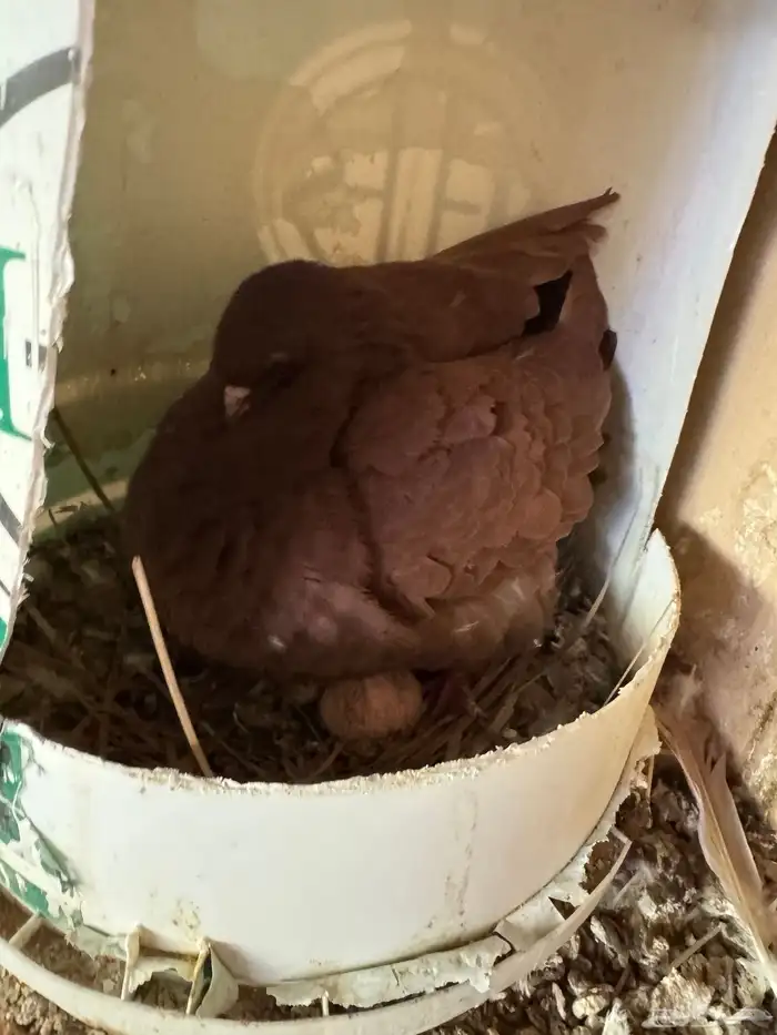 جوز مودينا بانتاجه 9