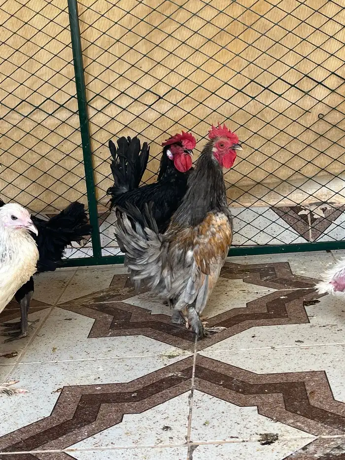 ديوك نوادر مفتل وجاينز منوع 2