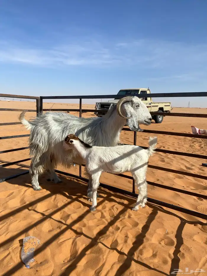 ماعز ثنو كفووو 1