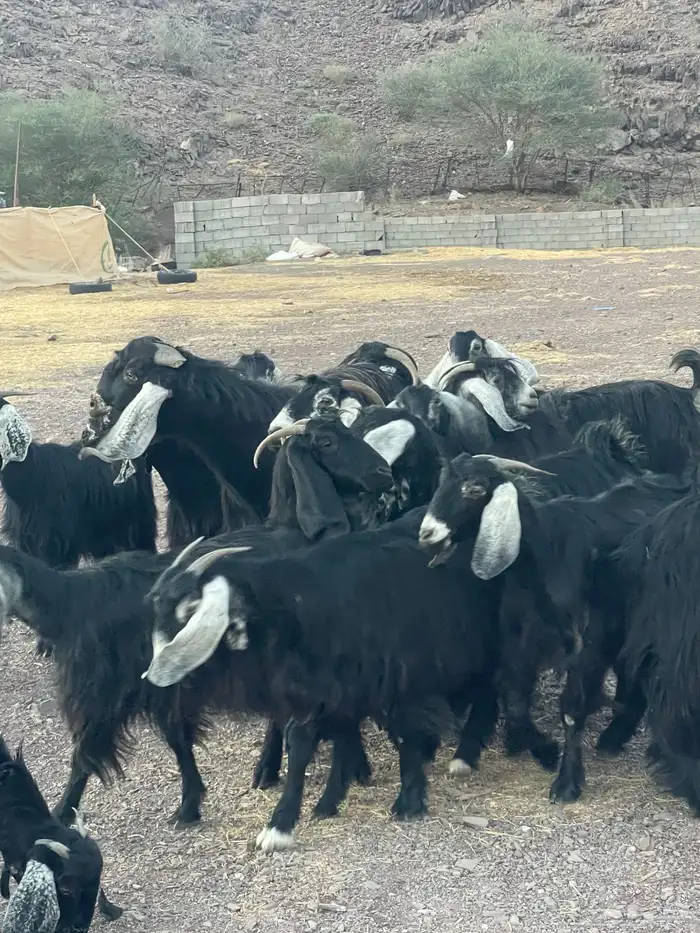 معزا ( تم البيع ) 0