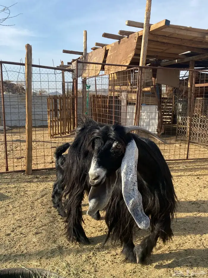 عنز عارضيه صنف فاخره(تم البيع ) 2