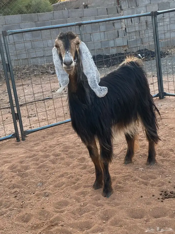 معزا عوارض رباعيات دفيع (تم البيع) 9