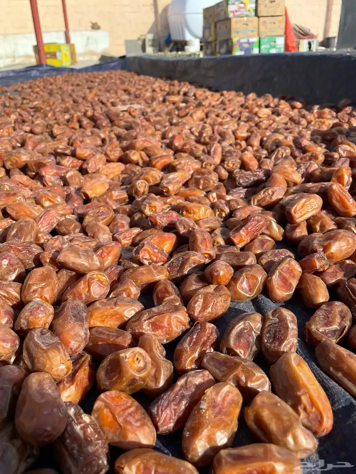 تمر صفري حشي 2