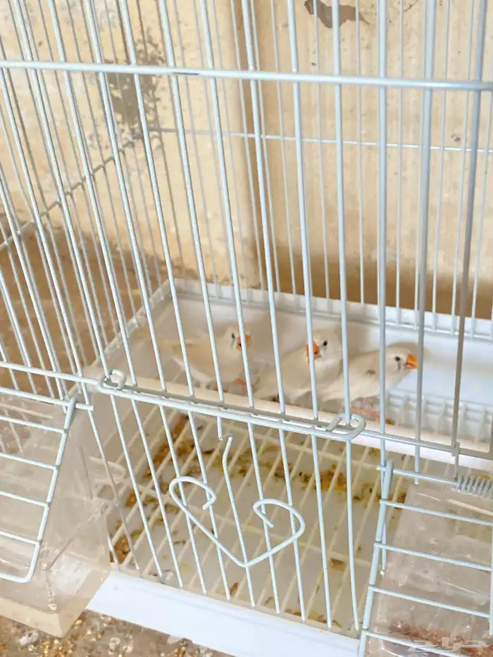 ثلاث اناثي طيور زيبرا 0