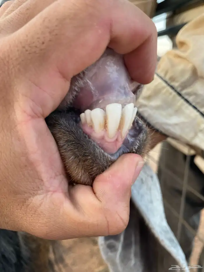 معزا عوارض رباعيات دفيع (تم البيع) 16