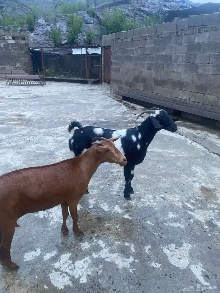 شاتين سدسان جرم وقامه 1