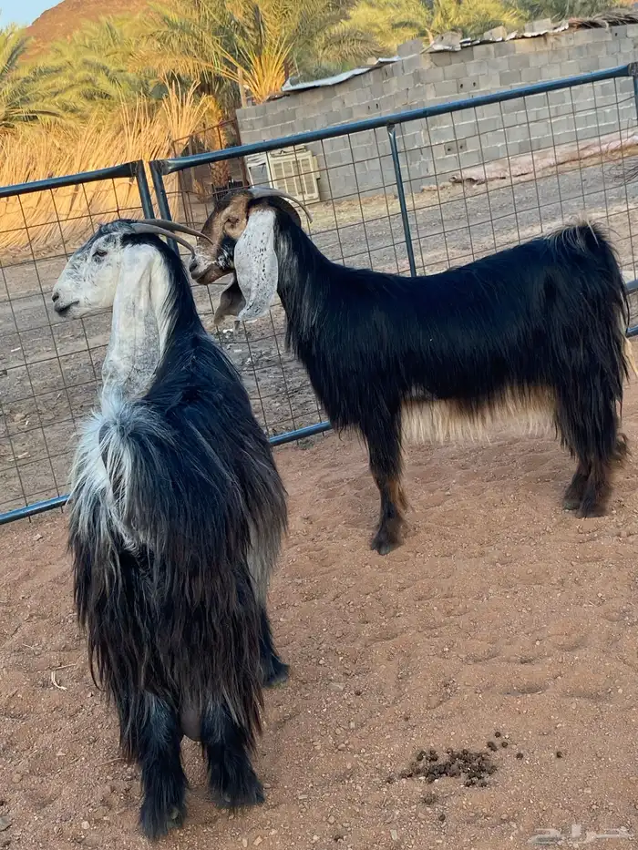 معزا عوارض رباعيات دفيع (تم البيع) 1