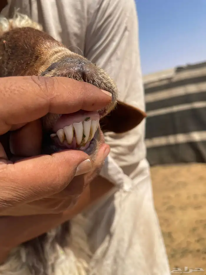 نعيميه صنف رغوث 0