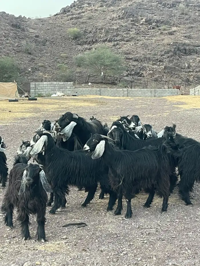 معزا ( تم البيع ) 4