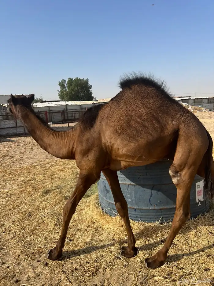 قعود من العيار ثقيل 3