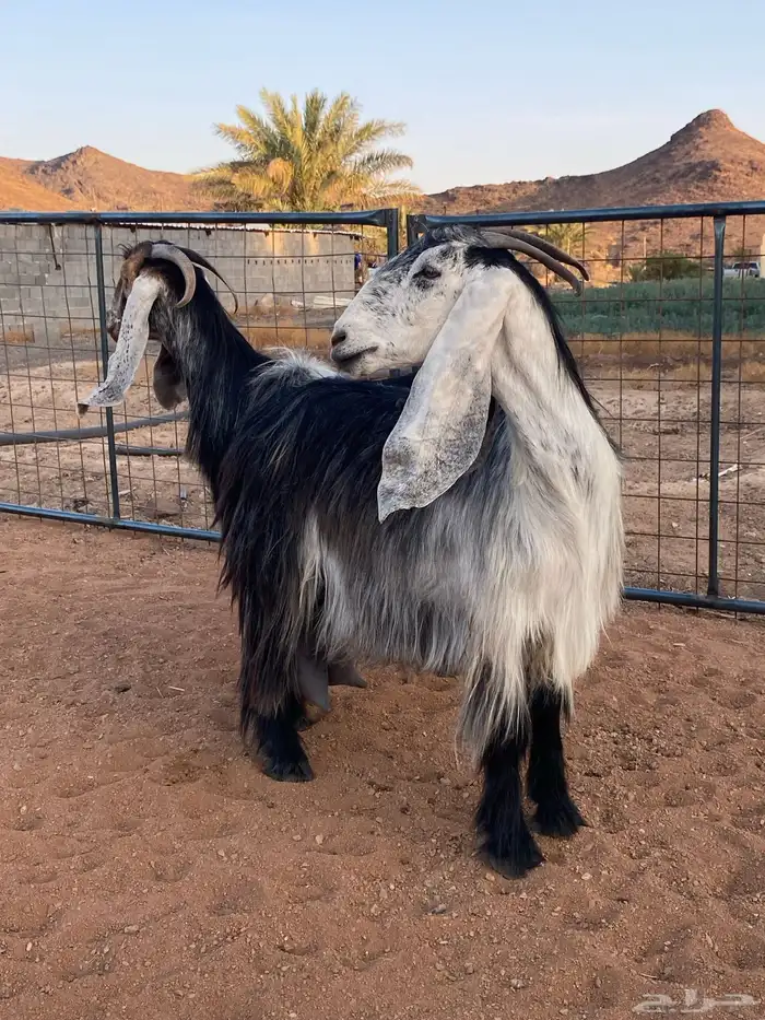 معزا عوارض رباعيات دفيع (تم البيع) 13