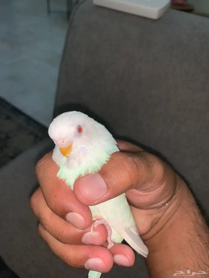 للبيع طائر انثى بادجي 0