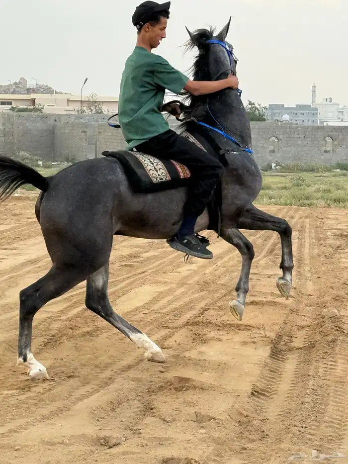 إيواء -تدريب -ركوب حر-تأجير 2