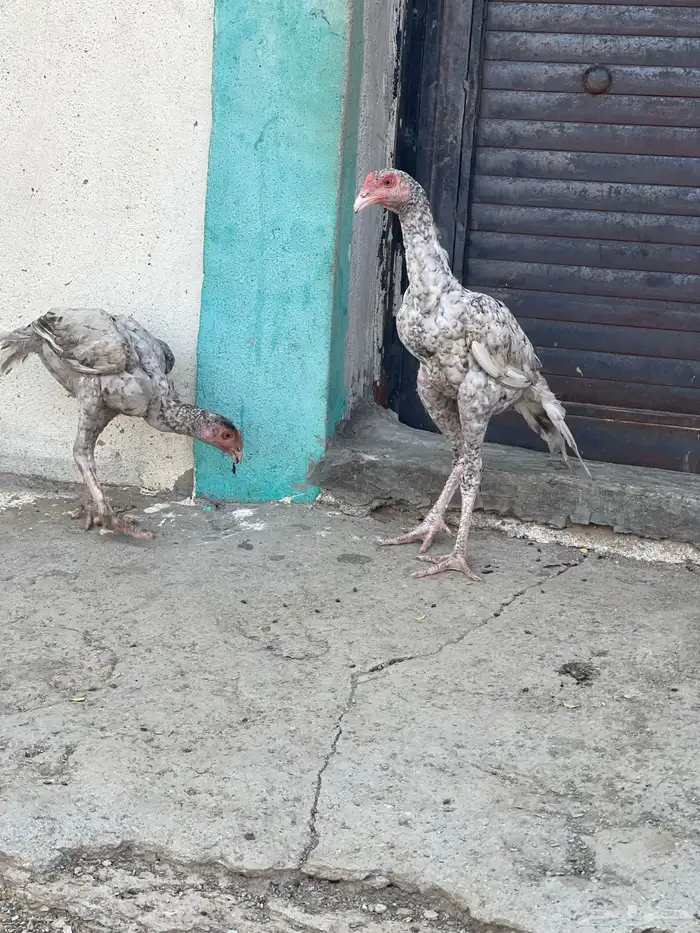 دجاج سندي 5