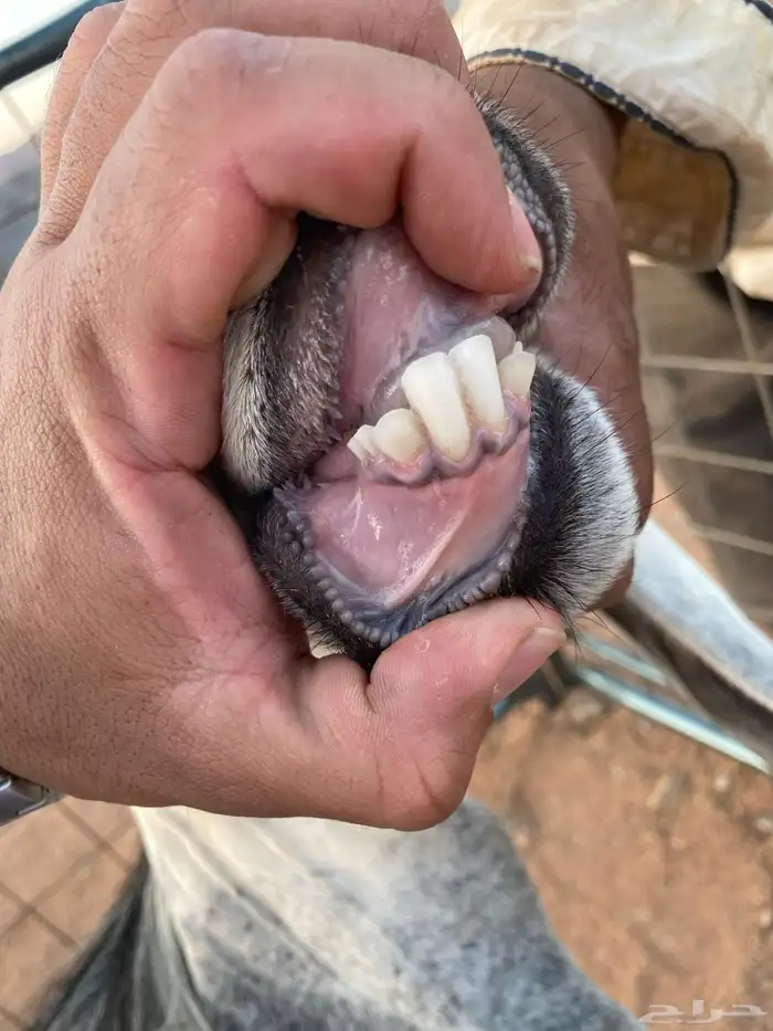 معزا عوارض رباعيات دفيع (تم البيع) 17