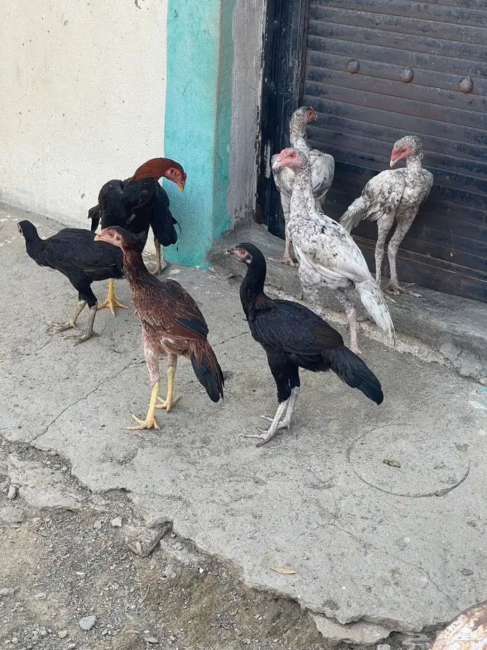 دجاج سندي 4
