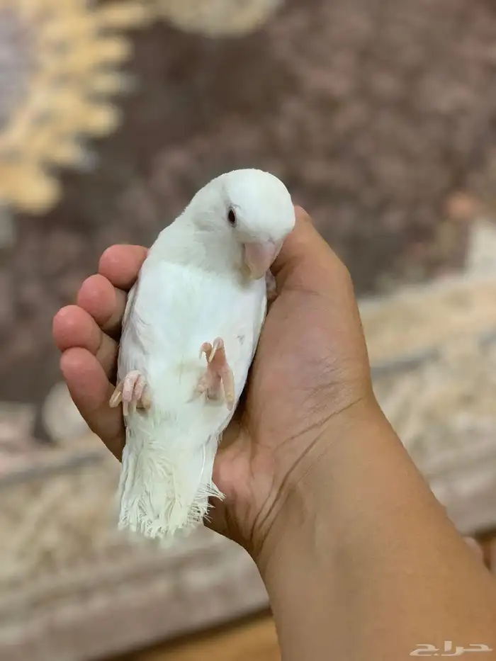 روز البينو للبيع او البدل 0