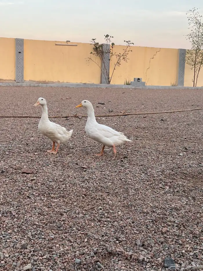 بط بكيني   ديك بكستان 1