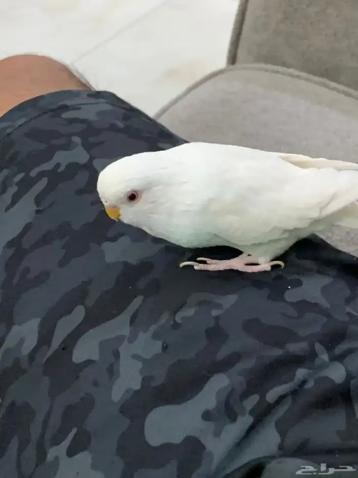 للبيع طائر انثى بادجي 3