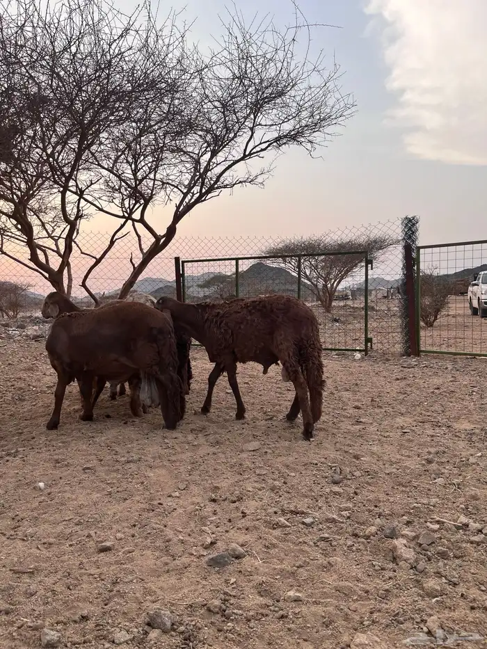 سواكن مرباه سمان فل شحم 0