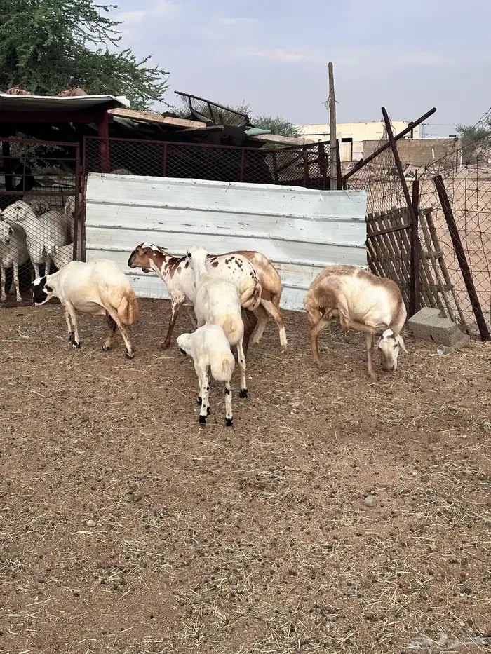 ضان هجين مع رفيد 5