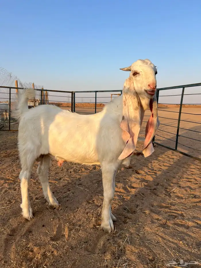 مشروع فحل مطور 1
