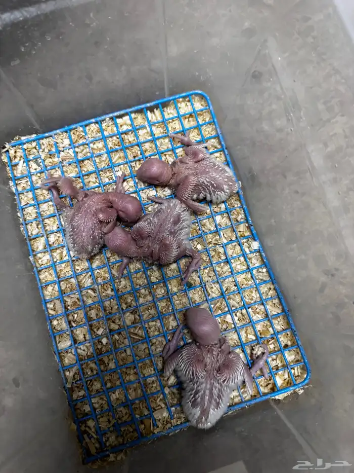 فروخ روز الالبينو صافي سعر 95 ريال يوم الوطني تواصل واتس 0