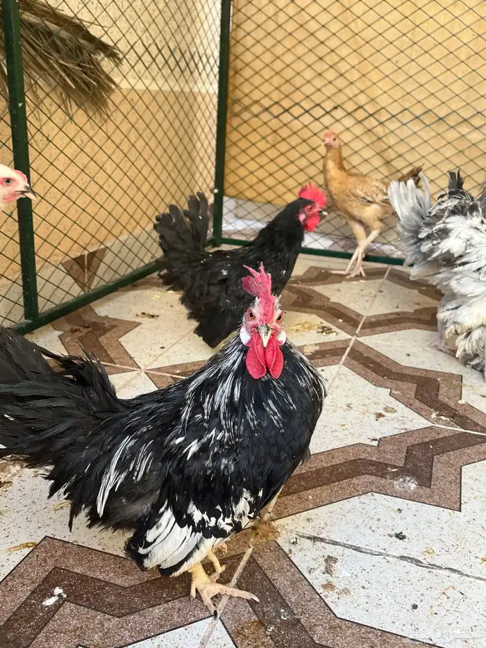 ديوك نوادر مفتل وجاينز منوع 0