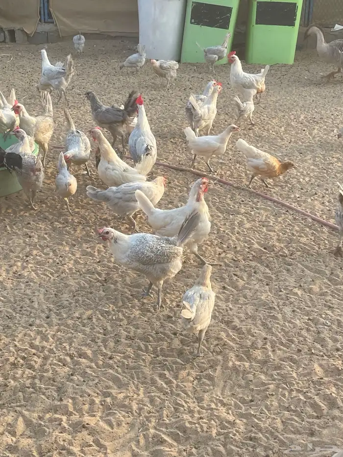دجاج فيومي المنيوم وشبابي وذهبي ( تم البيع ) 1