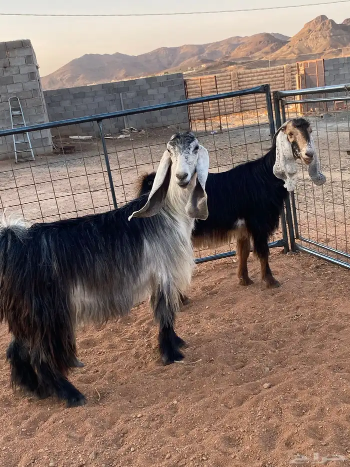 معزا عوارض رباعيات دفيع (تم البيع) 10