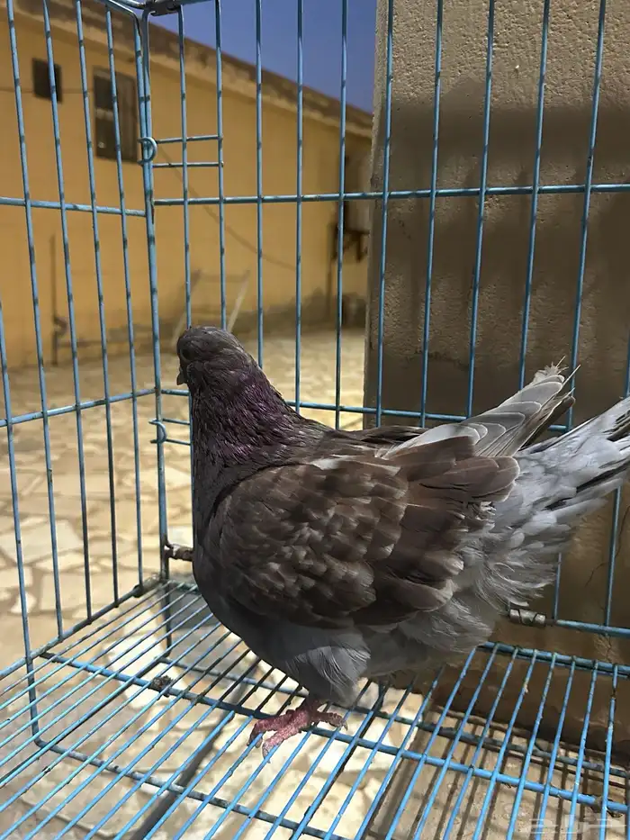 جوز فرش مستوى بطل ماشاءالله 6