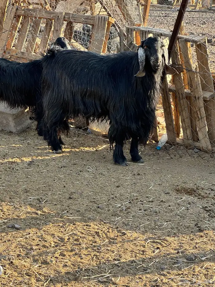 تيس فحل للبيع 1