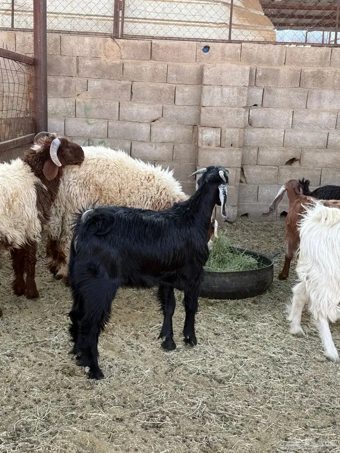 طليان وتيوس ذبايح نظيفه ع الشرط ( سلخ وتوصيل ) 6