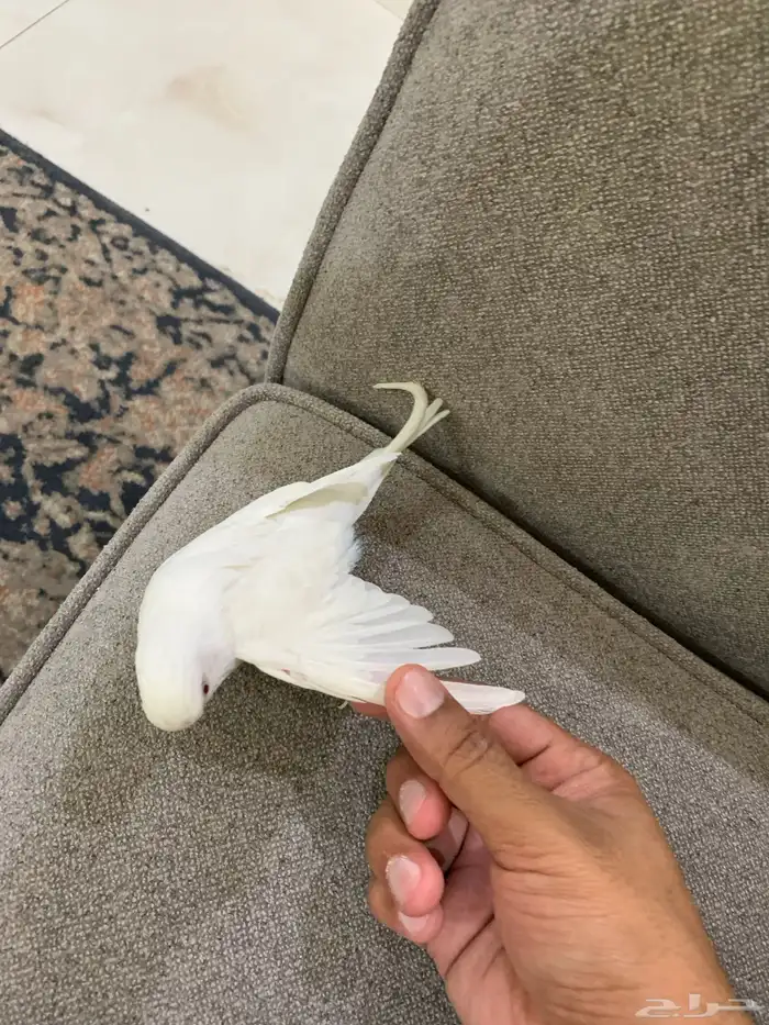 للبيع طائر انثى بادجي 2